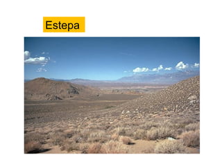 Estepa
 