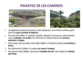 PAISATGE DE LES CANÀRIES
• La vegetació canària és escassa i està adaptada a una intensa aridesa, però
amb una gran varietat d’espècies:
• Per sota dels 400m. hi trobem matollar adaptat a la sequera, amb espècies
com la tabaiba i el cardón. Per damunt, hi creixen boscos de savines,
palmeres i dragos.
• A les zones més humides entre 600-1200m. hi trobem el bosc de laurisilva i
brucs.
• Per damunt de 1500m. hi trobem pi canari i estepes.
• Per damunt dels 2000m. destaca el matollar de cim i per sobre les violetes
del Teide.
 