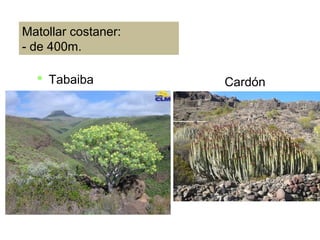 Matollar costaner:
- de 400m.
 Tabaiba Cardón
 