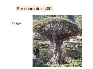 Per sobre dels 400:
Drago
 