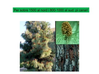 Per sobre 1500 al nord i 800-1000 al sud: pi canari
 