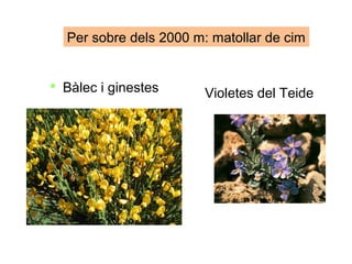Per sobre dels 2000 m: matollar de cim
 Bàlec i ginestes Violetes del Teide
 