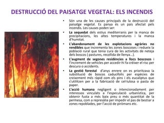 DESTRUCCIÓ DEL PAISATGE VEGETAL: ELS INCENDIS
• Són una de les causes principals de la destrucció del
paisatge vegetal. Es panya és un país afectat pels
incendis. Les causes poden ser:
• La sequedat dels estius mediterranis per la manca de
precipitacions, les altes temperatures i la manca
d’humitat.
• L’abandonament de les explotacions agràries no
rendibles que incrementa les zones boscoses i redueix la
població rural que tenia cura de les activitats de neteja
dels boscos ( pastures, recollida de llenya...).
• L’augment de segones residències a llocs boscosos i
l’increment de vehicles per accedir-hi fa créixer el risc per
descura o accidents.
• La gestió forestal d’anys enrere on es prioritzava la
substitució de boscos caducifolis per espècies de
creixement més ràpid com els pins i els eucaliptus que
s’utilitzen per a la fabricació de cel·lulosa o pasta de
paper.
• L’acció humana negligent o intencionadament per
interessos vinculats a l’especulació urbanística, per
obtenir fusta a més baix preu o més quantitat de la
permesa, com a represàlia per impedir el pas de bestiar a
zones repoblades, per l’acció de piròmans etc.
 