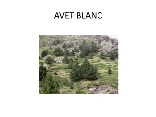 AVET BLANC
 