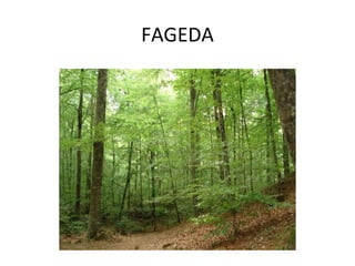 FAGEDA
 