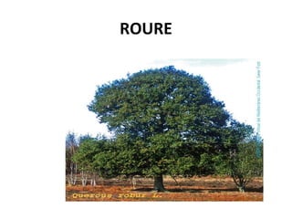 ROURE
 