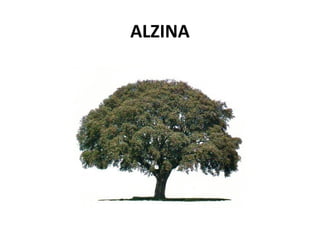 ALZINA
 