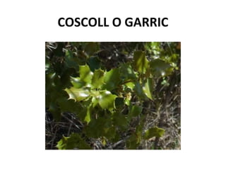 COSCOLL O GARRIC
 