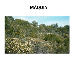 MÀQUIA
 