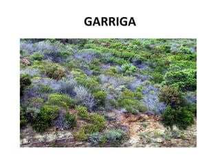 GARRIGA
 