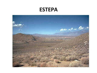 ESTEPA
 