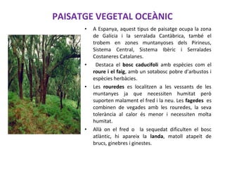 PAISATGE VEGETAL OCEÀNIC
• A Espanya, aquest tipus de paisatge ocupa la zona
de Galícia i la serralada Cantàbrica, també el
trobem en zones muntanyoses dels Pirineus,
Sistema Central, Sistema Ibèric i Serralades
Costaneres Catalanes.
• Destaca el bosc caducifoli amb espècies com el
roure i el faig, amb un sotabosc pobre d’arbustos i
espècies herbàcies.
• Les rouredes es localitzen a les vessants de les
muntanyes ja que necessiten humitat però
suporten malament el fred i la neu. Les fagedes es
combinen de vegades amb les rouredes, la seva
tolerància al calor és menor i necessiten molta
humitat.
• Allà on el fred o la sequedat dificulten el bosc
atlàntic, hi apareix la landa, matoll atapeït de
brucs, ginebres i ginestes.
 