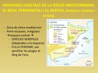 PAISATGES VEGETALS DE LA REGIÓ MEDITERRÀNIA:
EL BOSC PERENNIFOLI I EL MATOLL (MÀQUIA, GARRIGA I
ESTEPA).
- Zona de clima mediterrani
- Pmm escasses, irregulars
sequera estival 
- ESPÈCIES XERÒFILES
(adaptades a la sequera)
- FULLA PERENNE: per
aprofitar les pluges al
llarg de l’any.
 