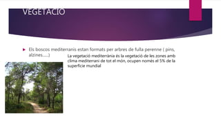 VEGETACIÓ
 Els boscos mediterranis estan formats per arbres de fulla perenne ( pins,
alzines......) La vegetació mediterrània és la vegetació de les zones amb
clima mediterrani de tot el món, ocupen només el 5% de la
superfície mundial
 