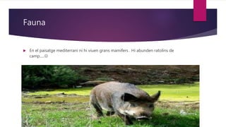 Fauna
 En el paisatge mediterrani ni hi viuen grans mamífers . Hi abunden ratolins de
camp.....
 