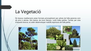 La Vegetació
Els boscos mediterranis estan formats principalment per arbres de fulla perenne com
els pins o alzines. Són baixos, de tronc llenyós i amb fulles petites. També, per sota
d’aquests boscos, es solen desenvolupar matolls espinosos de fulla petita.
 