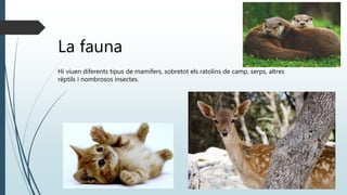 La fauna
Hi viuen diferents tipus de mamífers, sobretot els ratolins de camp, serps, altres
rèptils i nombrosos insectes.
 