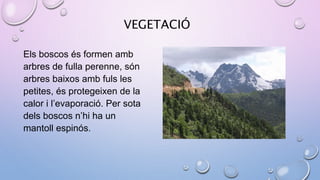 VEGETACIÓ
Els boscos és formen amb
arbres de fulla perenne, són
arbres baixos amb fuls les
petites, és protegeixen de la
calor i l’evaporació. Per sota
dels boscos n’hi ha un
mantoll espinós.
 
