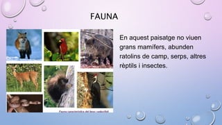 FAUNA
En aquest paisatge no viuen
grans mamífers, abunden
ratolins de camp, serps, altres
rèptils i insectes.
 