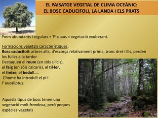 EL PAISATGE VEGETAL DE CLIMA OCEÀNIC:
EL BOSC CADUCIFOLI, LA LANDA I ELS PRATS
Pmm abundants i regulars + To suaus = vegetació exuberant.
Formacions vegetals característiques:
Bosc caducifoli: arbres alts, d’escorça relativament prima, tronc dret i llis, perden
les fulles a la tardor.
Destaquen el roure (en sòls silicis),
el faig (en sòls calcaris), el til·ler,
el freixe, el bedoll....
L’home ha introduït el pi i
l' eucaliptus.
Aquests tipus de bosc tenen una
vegetació molt frondosa, però poques
espècies vegetals
 