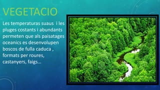 VEGETACIO
Les temperaturas suaus i les
pluges costants i abundants
permeten que als paisatages
oceanics es desenvolupen
boscos de fulla caduca ,
formats per roures,
castanyers, faigs…
 