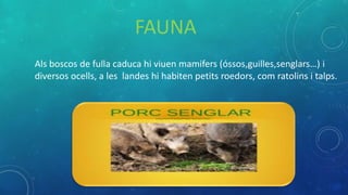 FAUNA
Als boscos de fulla caduca hi viuen mamifers (óssos,guilles,senglars…) i
diversos ocells, a les landes hi habiten petits roedors, com ratolins i talps.
 