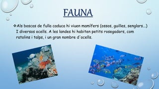 FAUNA
Als boscos de fulla caduca hi viuen mamífers (ossos, guilles, senglars...)
I diversos ocells. A les landes hi habiten petits rosegadors, com
ratolins i talps, i un gran nombre d'ocells.
 