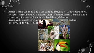 Al bosc tropical hi ha una gran varietta d’ocells ,i tambe papallones
,vespes i rats-penats.A la sabana ,atesa l’aabundancia d’herba alta i
arbustos ,hi viuen molts animals herbibos ,elefantas
rinoceronts,gaseles,zebres, antilops…, i els seus predadors
:LLEONS,HIENES,GUEPARDS…
FAUNA
 
