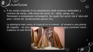 LES PLANTACIONS
A les zones tropicals hi ha plantacions molt extenses dedicades a
conreus de cacau, café,canya de sucre, té , tabac, pinya, etc…..
Pertanyen a companyies estrangeres, les quals fan servir mà d`obra del
país i venen els`productesals paisos rics.
La plantacio mes comu al tropical es el viment ; el viment e una planta
de regadiu , es una planta que necesita estar a l’aigua constant-ment .
Cadascu te una forma diferent de plantarlo .
 