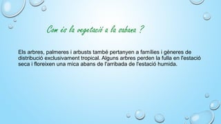 Com és la vegetació a la sabana ?
 
Els arbres, palmeres i arbusts també pertanyen a famílies i gèneres de 
distribució exclusivament tropical. Alguns arbres perden la fulla en l'estació 
seca i floreixen una mica abans de l'arribada de l'estació humida.
 