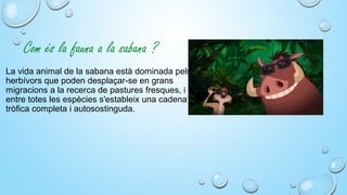 Com és la fauna a la sabana ?
La vida animal de la sabana està dominada pels 
herbívors que poden desplaçar-se en grans 
migracions a la recerca de pastures fresques, i 
entre totes les espècies s'estableix una cadena 
tròfica completa i autosostinguda.
 