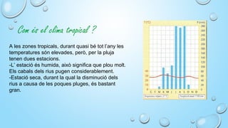 Com és el clima tropical ?
A les zones tropicals, durant quasi bé tot l’any les
temperatures són elevades, però, per la pluja
tenen dues estacions.
-L’ estació és humida, això significa que plou molt.
Els cabals dels rius pugen considerablement.
-Estació seca, durant la qual la disminució dels
rius a causa de les poques pluges, és bastant
gran.
 