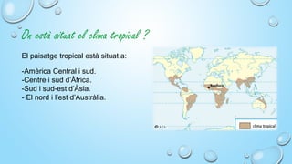 El paisatge tropical està situat a:
-Amèrica Central i sud.
-Centre i sud d’Àfrica.
-Sud i sud-est d’Àsia.
- El nord i l’est d’Austràlia.
On està situat el clima tropical ?
 