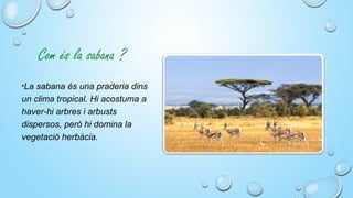 Com és la sabana ?
•La sabana és una praderia dins
un clima tropical. Hi acostuma a
haver-hi arbres i arbusts
dispersos, però hi domina la
vegetació herbàcia.
 