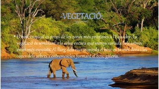 •El bosc tropical és propi de les zones més pròximes a l'Equador. La
vegetació és semblant a la selva encara que menys variada i els arbres
estan més espaiats. Al llarg dels rius tropicals el bosc es fa més dens i les
copes dels arbres s'entremesclen formant el bosc galeria.
-VEGETACIÓ:
 