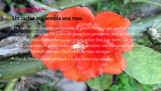 -CURIOSITAT:
Un cactus que sembla una rosa:
• Hi ha espècies de cactus pertanyents al gènere Pereskia que semblen més roses
salvatges que cactus. Les fulles són grans i són persistents, però no suculentes.
Aquestes plantes són arbustos que poden créixer fins a un metre. Les flors són
molt cridaneres i es poden trobar en diversos colors, com blanques, vermelles i
grogues. Són molt similars a les flors de les roses salvatges.
• Flor de Pereskia, molt semblant a la flor d'una rosa salvatge.
 
