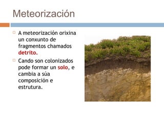 Meteorización
 A meteorización orixina
un conxunto de
fragmentos chamados
detrito.
 Cando son colonizados
pode formar un solo, e
cambia a súa
composición e
estrutura.
 
