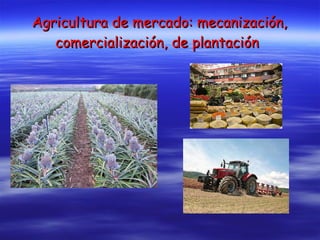 Agricultura de mercado: mecanización, comercialización, de plantación   