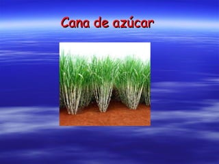 Cana de azúcar   