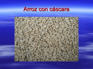 Arroz con cáscara 