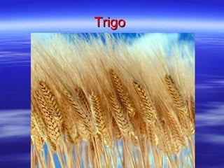 Trigo  