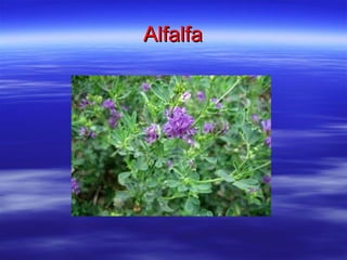 Alfalfa 