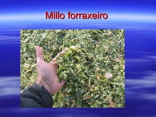 Millo forraxeiro   
