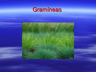 Gramíneas  