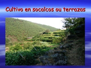 Cultivo en socalcos ou terrazas 