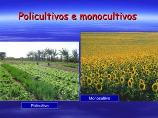 Policultivos e monocultivos   Policultivo Monocultivo 