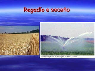 Regadío  e secaño   