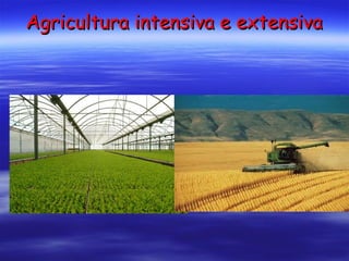 Agricultura intensiva e extensiva 