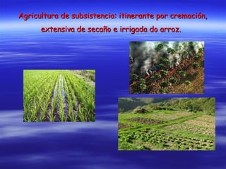 Agricultura de subsistencia: itinerante por cremación, extensiva de secaño e irrigada do arroz.   