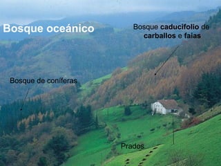 Bosque oceánico
Prados
Bosque caducifolio de
carballos e faias
Bosque de coníferas
 